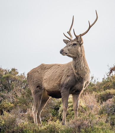 Glen Cannich Stags