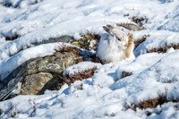 Mountain Hares