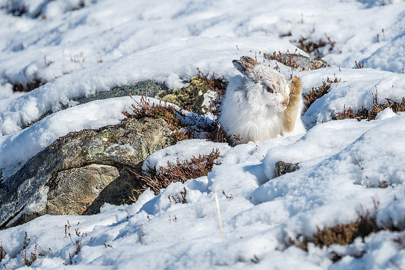 Mountain Hares