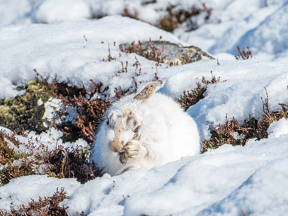 Those Ears Must Take Some Cleaning!