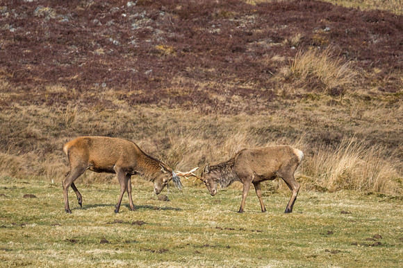 Glen Cannich Stags