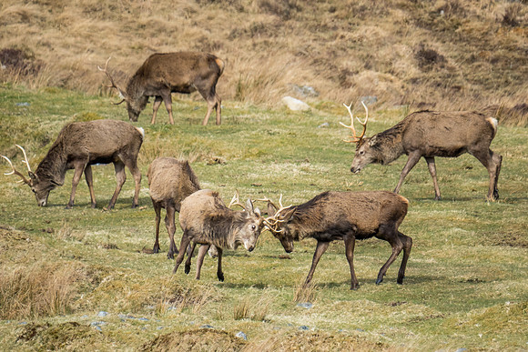 Glen Cannich Stags
