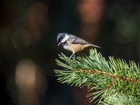 Loch Garten Wild Song Birds
