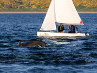 20130605-Rosemarkie-R6055822