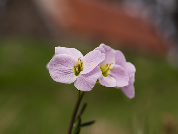 20130602-Corrimony-S6021184-Edit