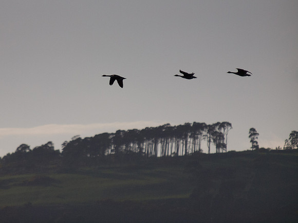 20130605-Rosemarkie-R6055791-Edit