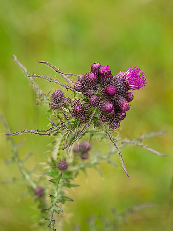 20130616-Glen Cannich-R6166205