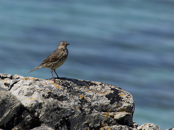 20130609-Morar-R6095949