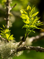 20130601-Craigmonie Wood-S6011160