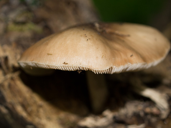 20130622-Urquhart Bay Wood-R6226309
