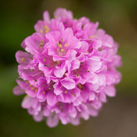 20130602-Corrimony-S6021173