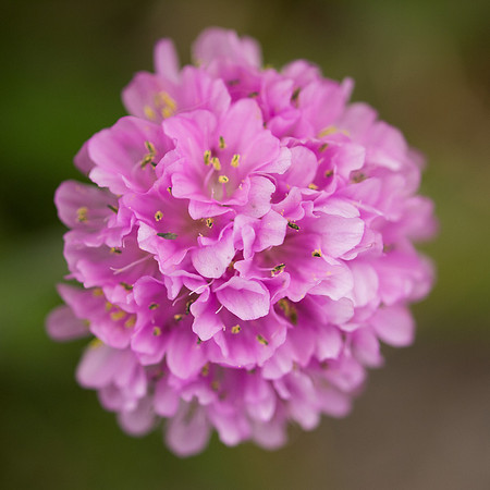 20130602-Corrimony-S6021173
