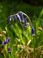 20130608-Ardclach-R6085877