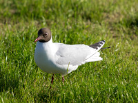 20130605-Rosemarkie-R6055730