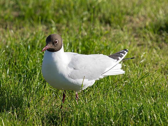20130605-Rosemarkie-R6055730