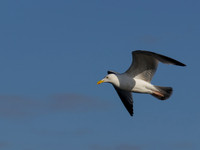 20130605-Rosemarkie-R6055751