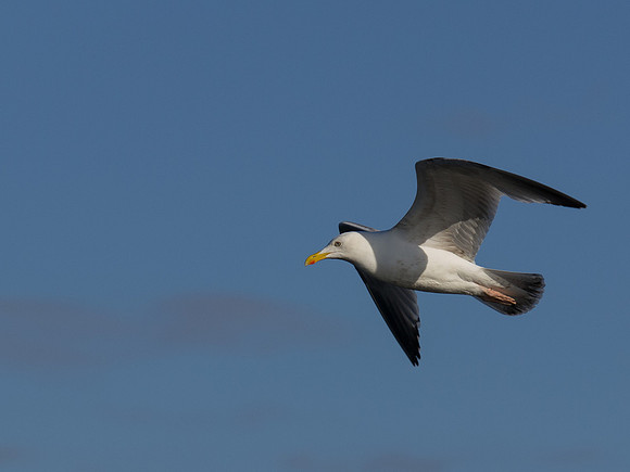 20130605-Rosemarkie-R6055751