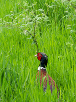 20130608-Ardclach-R6085861