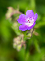 20130608-Ardclach-R6085893