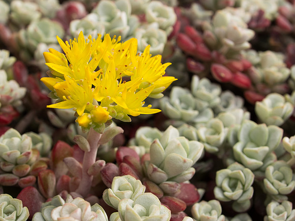 20130626-Garden-R6266342