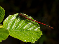 20130608-Ardclach-R6085903