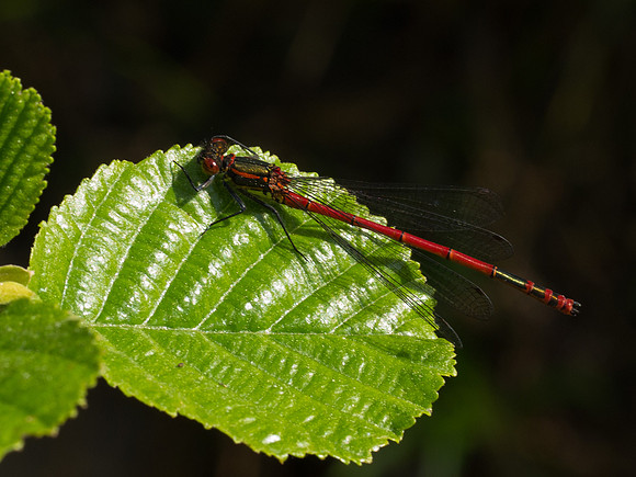 20130608-Ardclach-R6085903