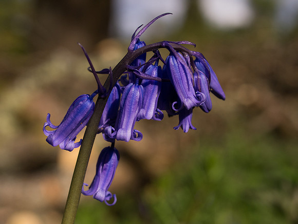 20130601-Craigmonie Wood-S6011155