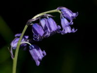 20130605-Rosemarkie-R6055727