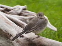 20100713-Urquhart Bay Woods-P7138308