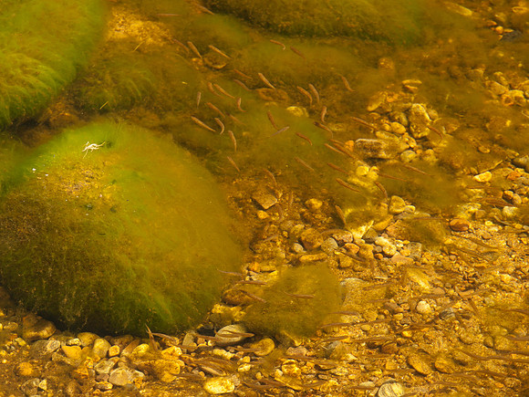 20100703-River Findhorn-P7038211