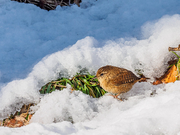 Wren (Troglodytes troglodytes)