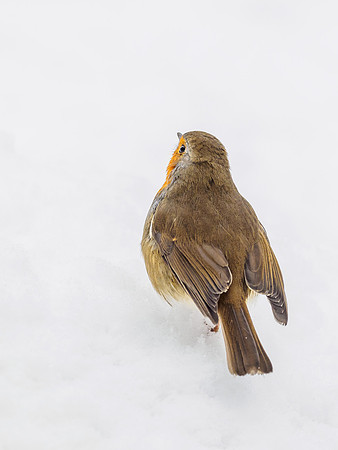 Robin (Erithacus rubecula)