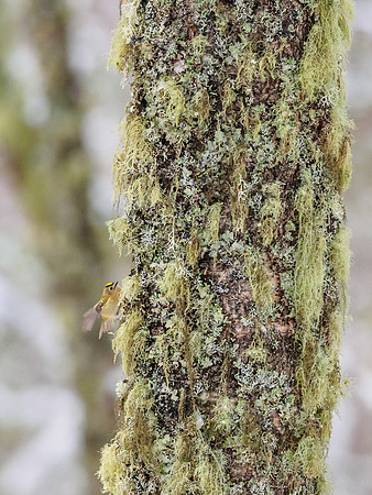 Goldcrest (Regulus regulus)