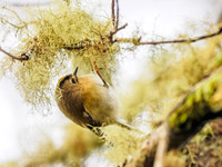 Goldcrest (Regulus regulus)