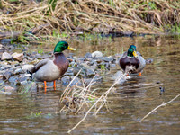 Mallard (Anas platyrhynchos)