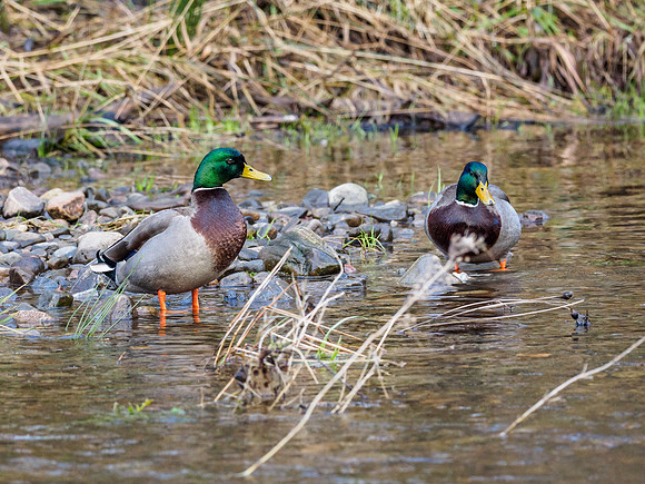 Mallard (Anas platyrhynchos)
