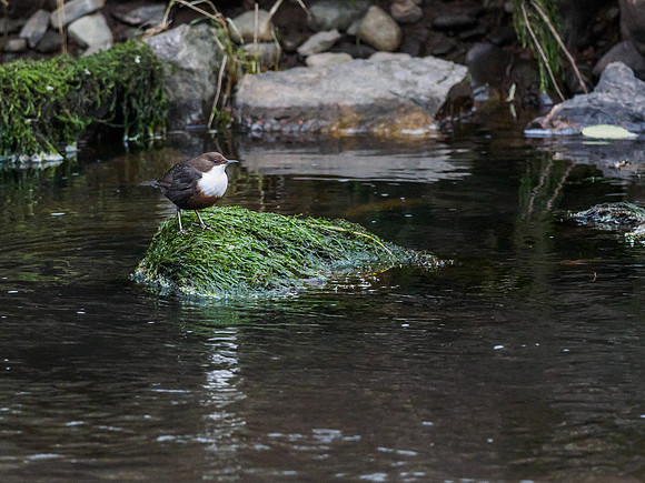 Dipper (Cinclus cinclus)