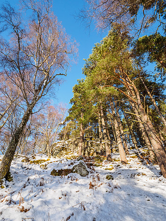 Craigmonie Wood
