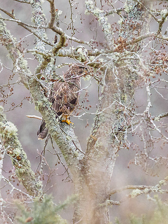 Common Buzzard (Buteo buteo)