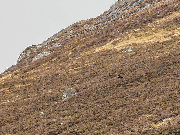 Golden Eagle (Aquila chrysaetos)