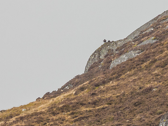Golden Eagle (Aquila chrysaetos)