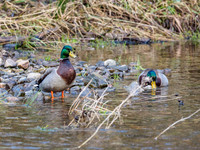 Mallard (Anas platyrhynchos)