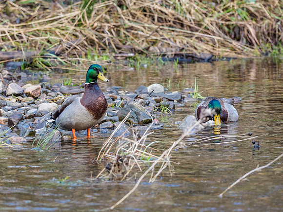 Mallard (Anas platyrhynchos)