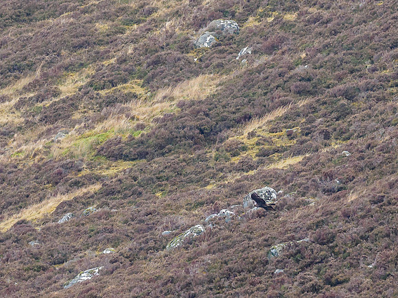 Golden Eagle (Aquila chrysaetos)