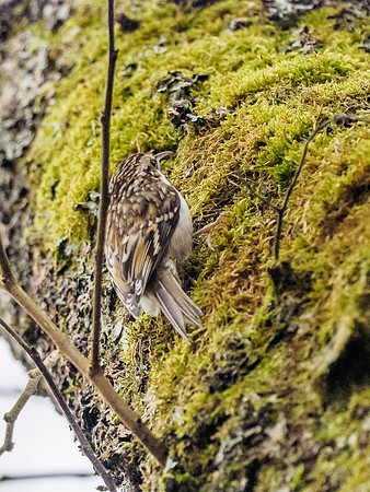 Tree Creeper (Certhia familiaris)