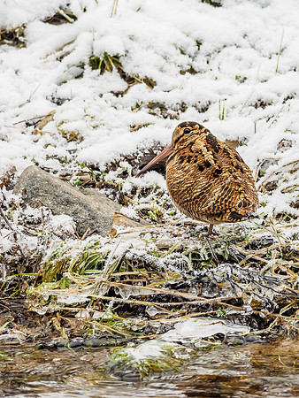 Winter Woodcock