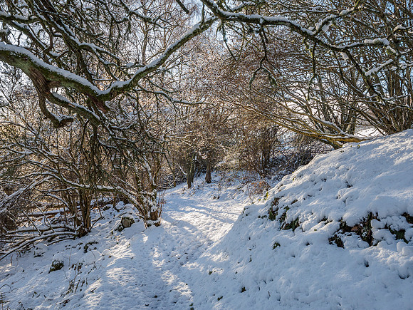 Craigmonie Wood