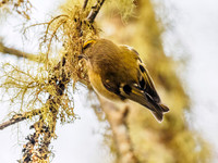 Goldcrest (Regulus regulus)