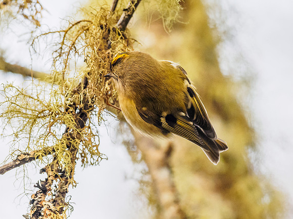 Goldcrest (Regulus regulus)