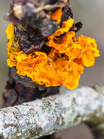 Strange Orange Fungus
